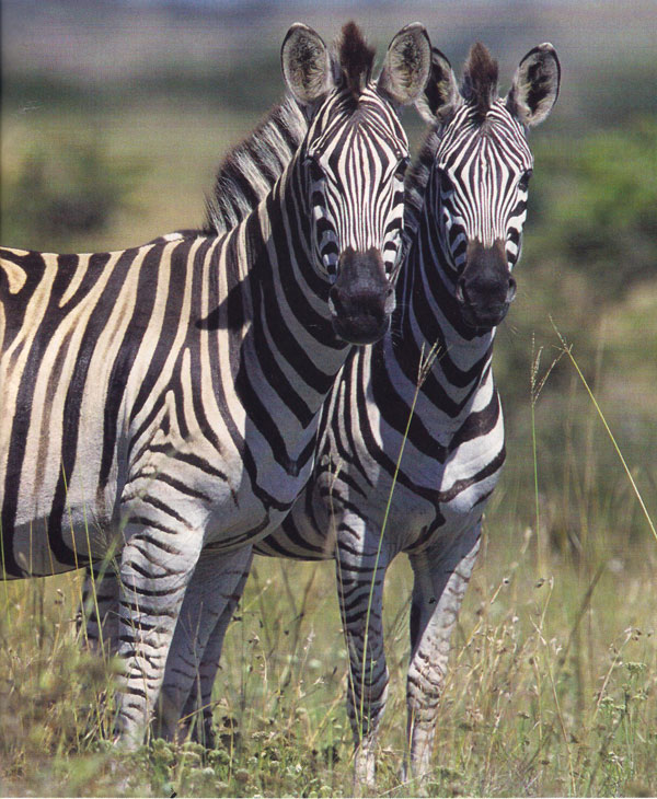 Не существует двух одинаковых зебр
